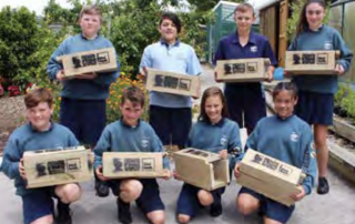 Pest Free Hibiscus and Bays